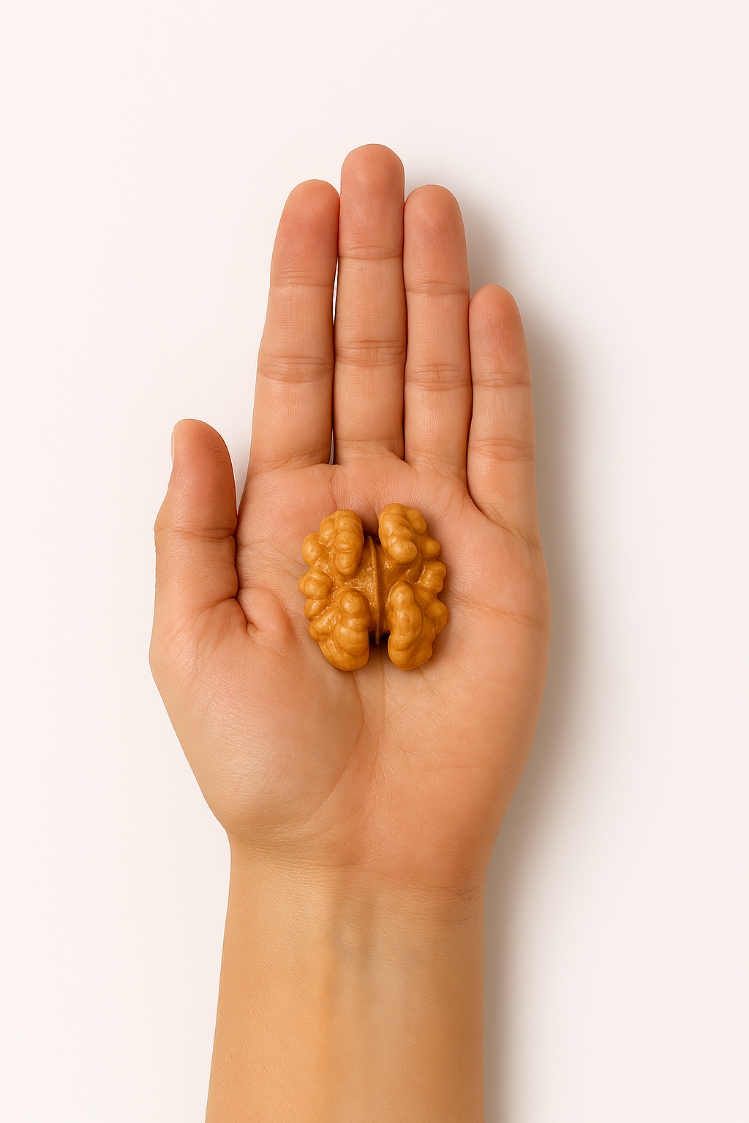 گردو خوش طعم صادراتی - Image 4